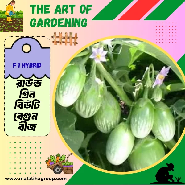 F 1 Hybrid রাউন্ড গ্রিন বিউটি বেগুন বীজ এর ইন্টেক প্যাকেট