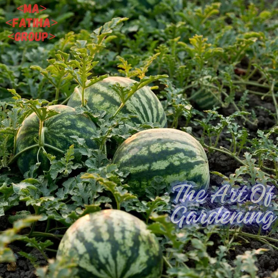 ৩ ধরনের থাই ও ভিয়েতনামিজ জাতের F 1 Hybrid তরমুজ বীজ এর ইন্টেক প্যাকেট এর কম্বো - Image 5