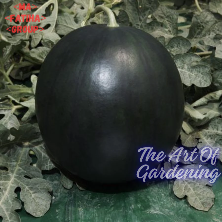 ৩ ধরনের থাই ও ভিয়েতনামিজ জাতের F 1 Hybrid তরমুজ বীজ এর ইন্টেক প্যাকেট এর কম্বো - Image 11