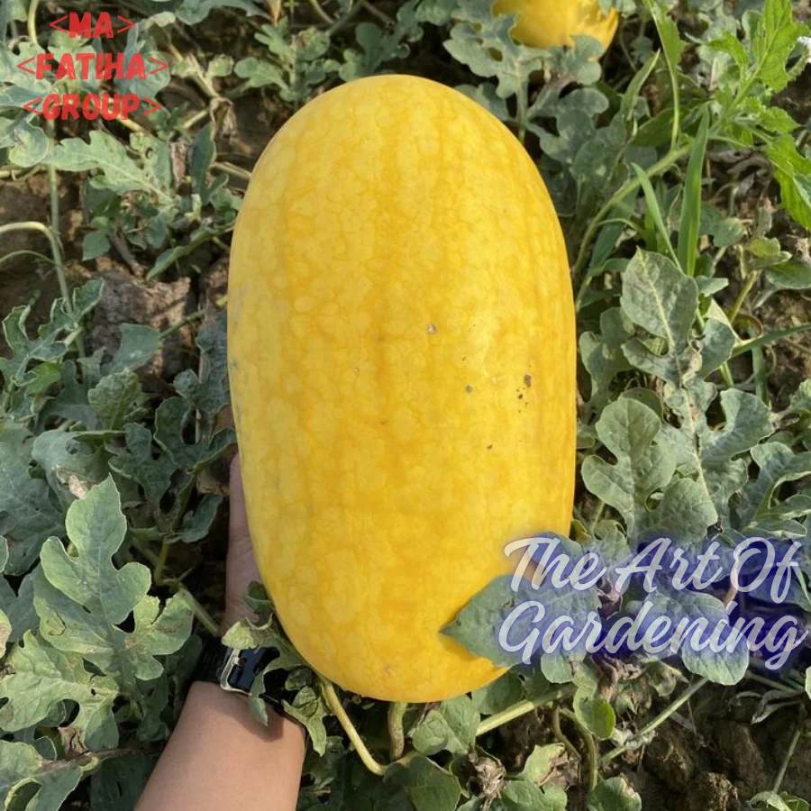 ৩ ধরনের থাই ও ভিয়েতনামিজ জাতের F 1 Hybrid তরমুজ বীজ এর ইন্টেক প্যাকেট এর কম্বো - Image 17