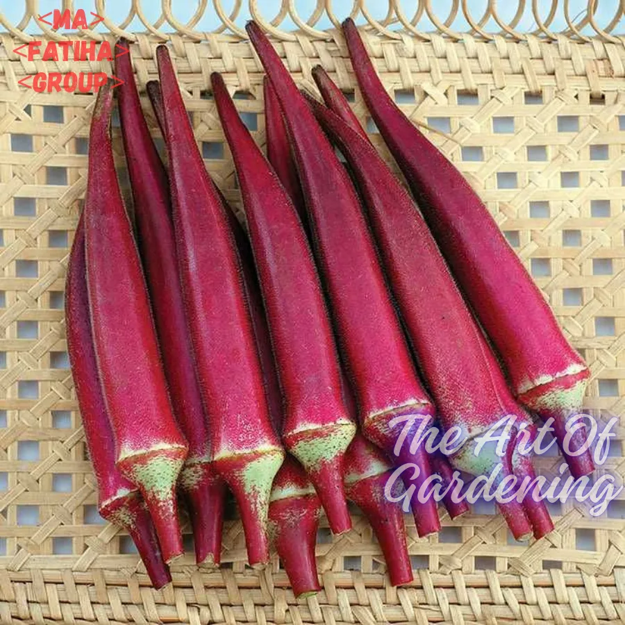 থাই F1 হাইব্রিড জাতের লাল ঢেঁড়স বীজ এর মিনি প্যাকেট ( ছোট বাগানীদের জন্য ) - Image 2