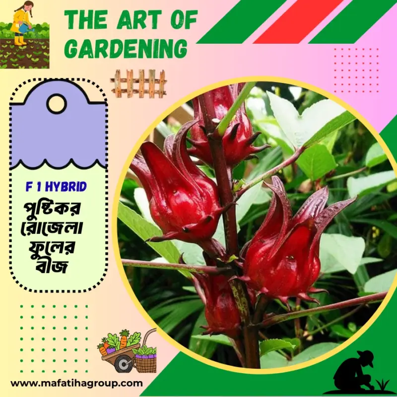 অত্যন্ত পুষ্টিকর ও স্বাস্থ্যকর চা বা পানীয়গুলোর মধ্যে অন্যতম রোজেলা চা । থাই জাতের রোজেলা ফুল বীজ এর ইন্টেক প্যাকেট