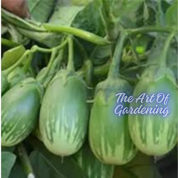 F 1 Hybrid রাউন্ড ব্লাক বিউটি বেগুন ও গ্রিন বিউটি বেগুন বীজ এর ইন্টেক ২ টি প্যাকেটের কম্বো - Image 15