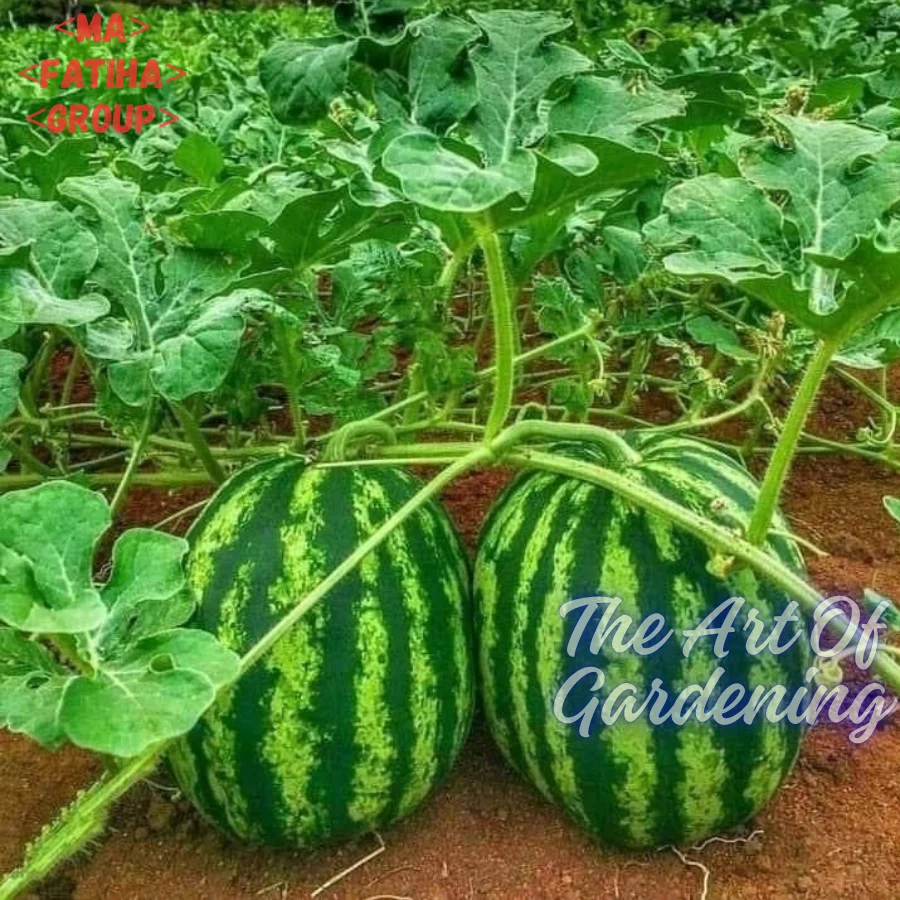 ৩ ধরনের থাই ও ভিয়েতনামিজ জাতের F 1 Hybrid তরমুজ বীজ এর ইন্টেক প্যাকেট এর কম্বো - Image 6