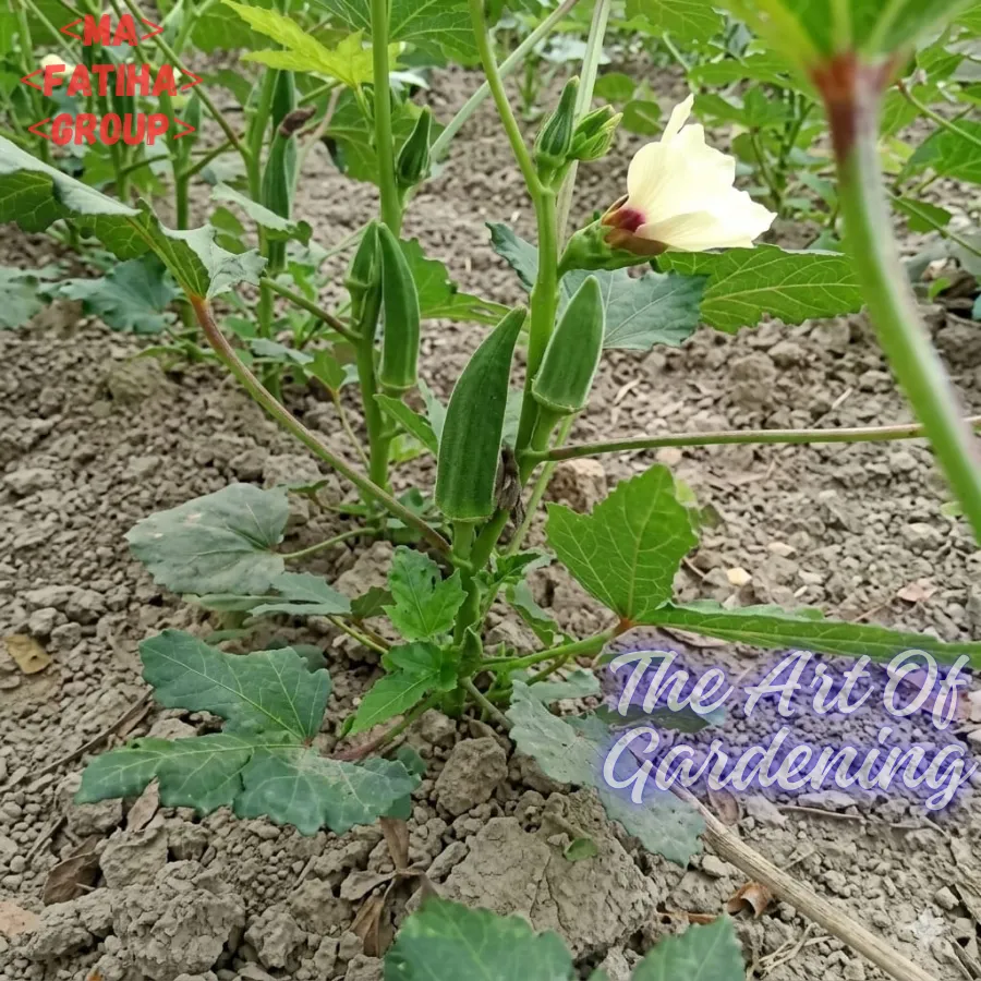 জাপানিজ খাটো ও ঝোপালো জাতের ঢেঁড়স বীজ এর মিনি প্যাকেট ( ছোট বাগানীদের জন্য ) - Image 5