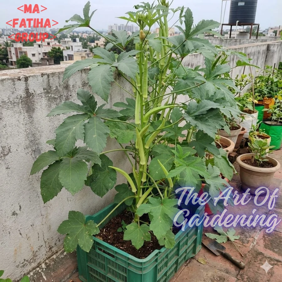 ইন্ডিয়ান উচ্চফলনশীল F1 হাইব্রিড জাতের ঢেঁড়স বীজ এর ইন্টেক প্যাকেট - Image 6