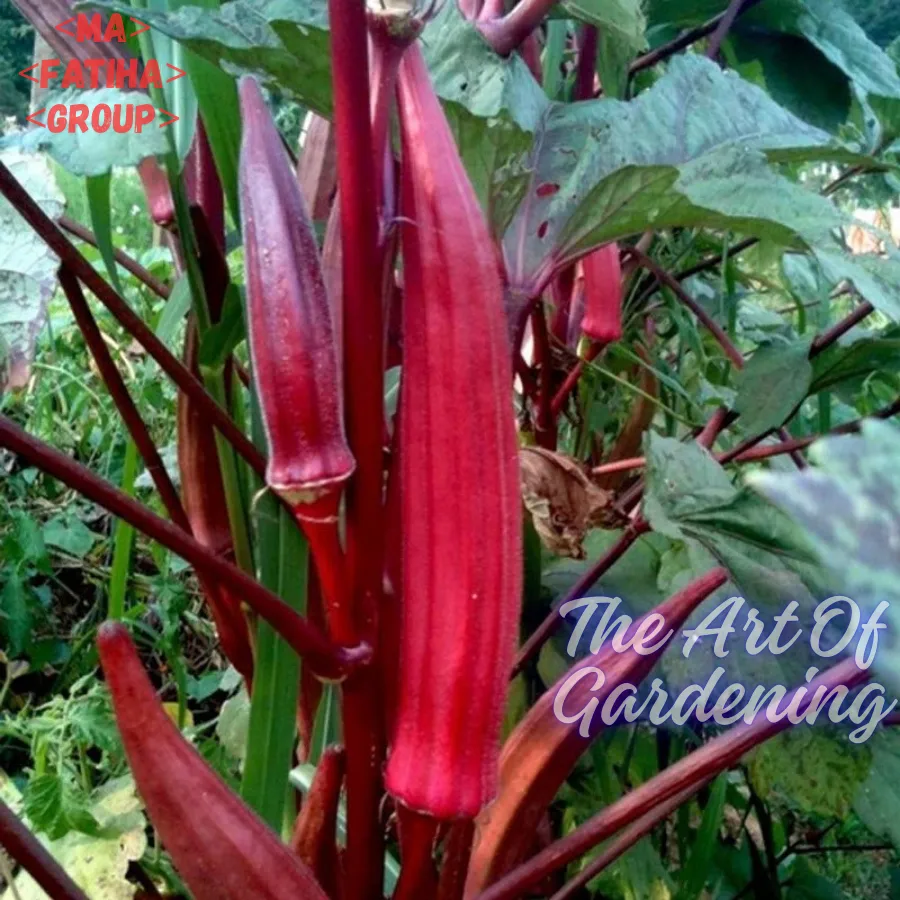 থাই F1 হাইব্রিড জাতের লাল ঢেঁড়স বীজ এর মিনি প্যাকেট ( ছোট বাগানীদের জন্য ) - Image 3