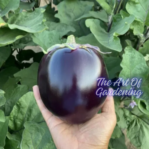 F 1 Hybrid রাউন্ড ব্লাক বিউটি বেগুন ও গ্রিন বিউটি বেগুন বীজ এর ইন্টেক ২ টি প্যাকেটের কম্বো - Image 9