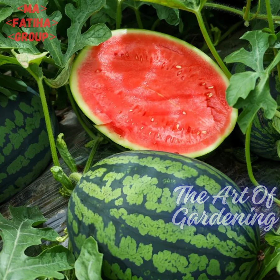 ৩ ধরনের থাই ও ভিয়েতনামিজ জাতের F 1 Hybrid তরমুজ বীজ এর ইন্টেক প্যাকেট এর কম্বো - Image 7