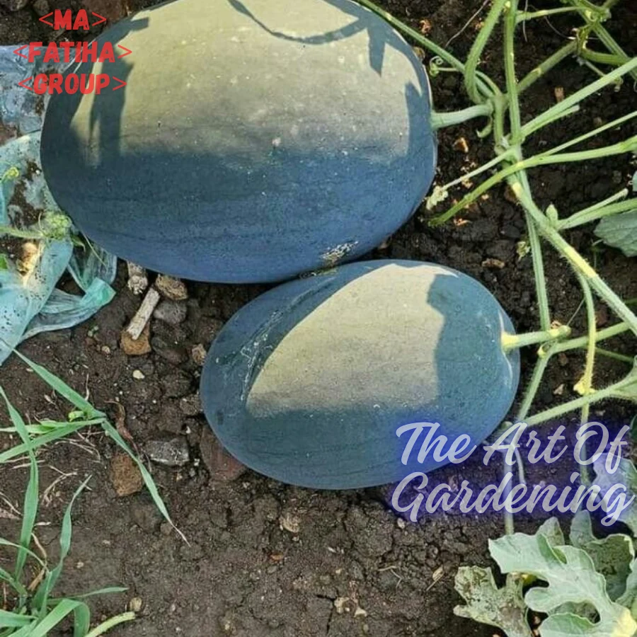 ৩ ধরনের থাই ও ভিয়েতনামিজ জাতের F 1 Hybrid তরমুজ বীজ এর ইন্টেক প্যাকেট এর কম্বো - Image 13