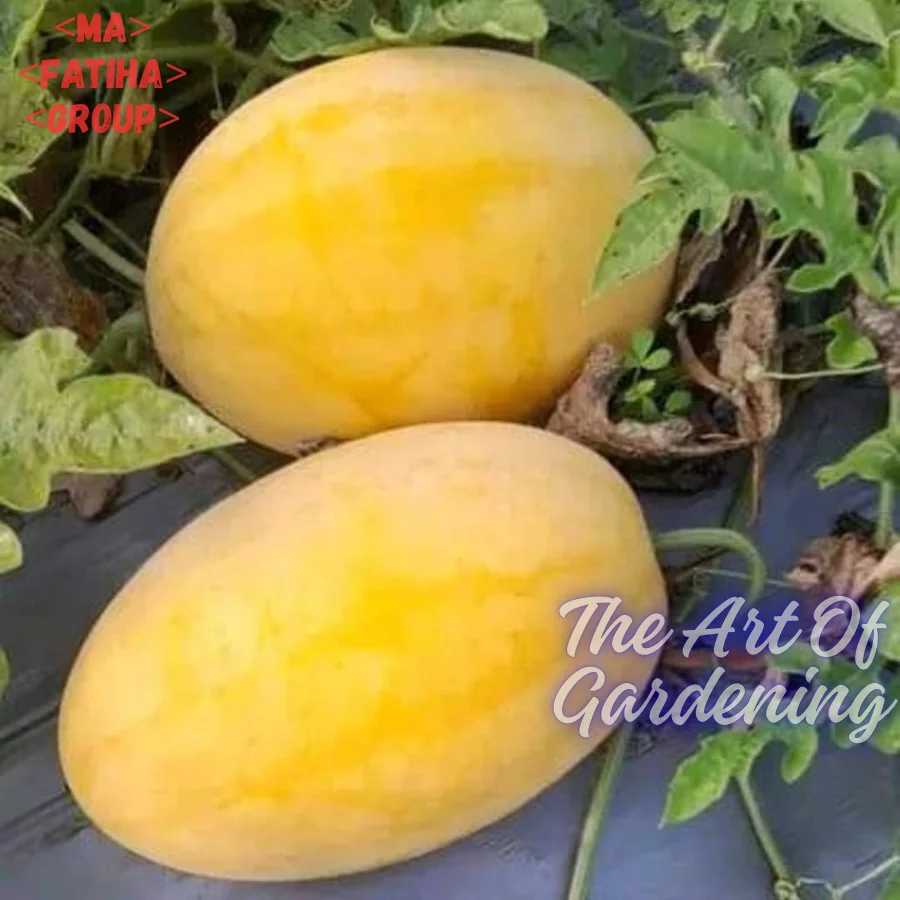 ৩ ধরনের থাই ও ভিয়েতনামিজ জাতের F 1 Hybrid তরমুজ বীজ এর ইন্টেক প্যাকেট এর কম্বো - Image 19