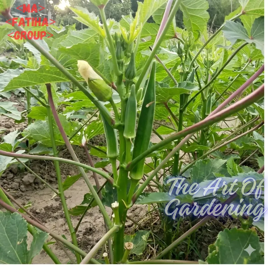 জাপানিজ খাটো ও ঝোপালো জাতের ঢেঁড়স বীজ এর মিনি প্যাকেট ( ছোট বাগানীদের জন্য ) - Image 6