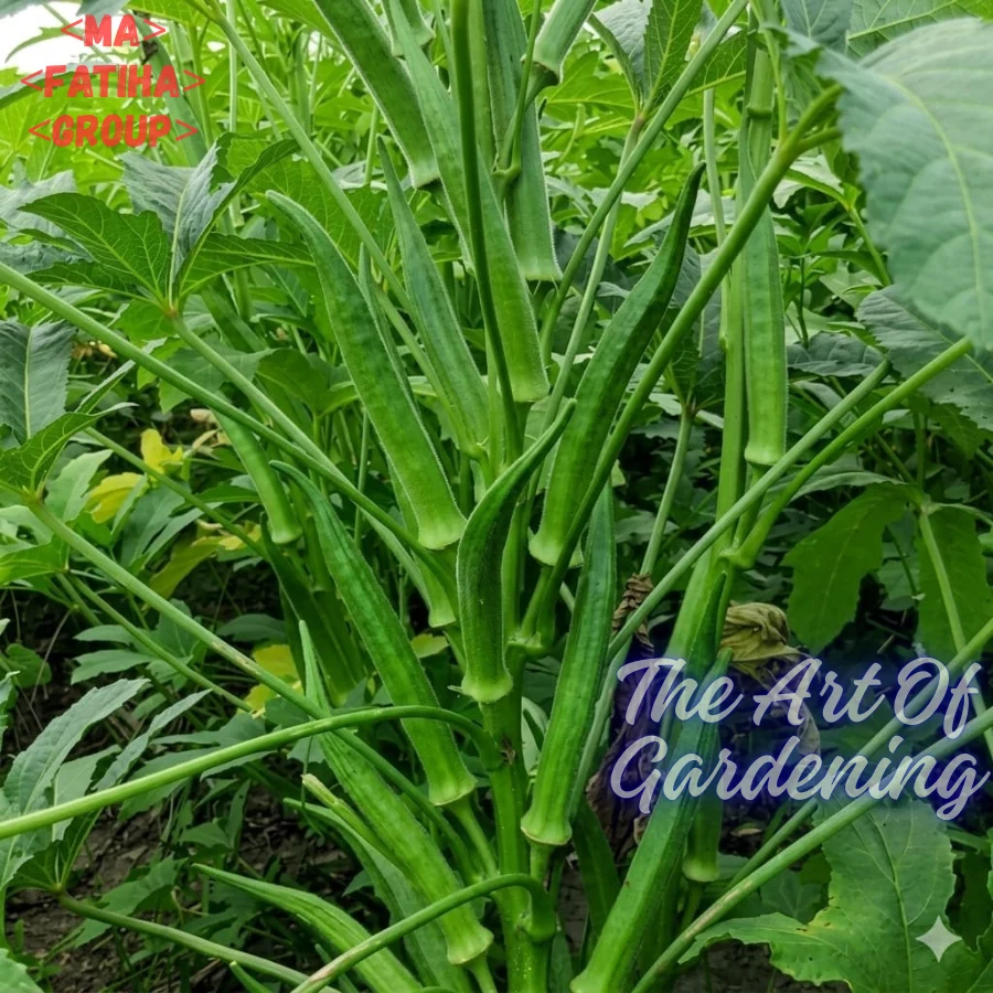 ইন্ডিয়ান উচ্চফলনশীল F1 হাইব্রিড জাতের ঢেঁড়স বীজ এর ইন্টেক প্যাকেট - Image 2