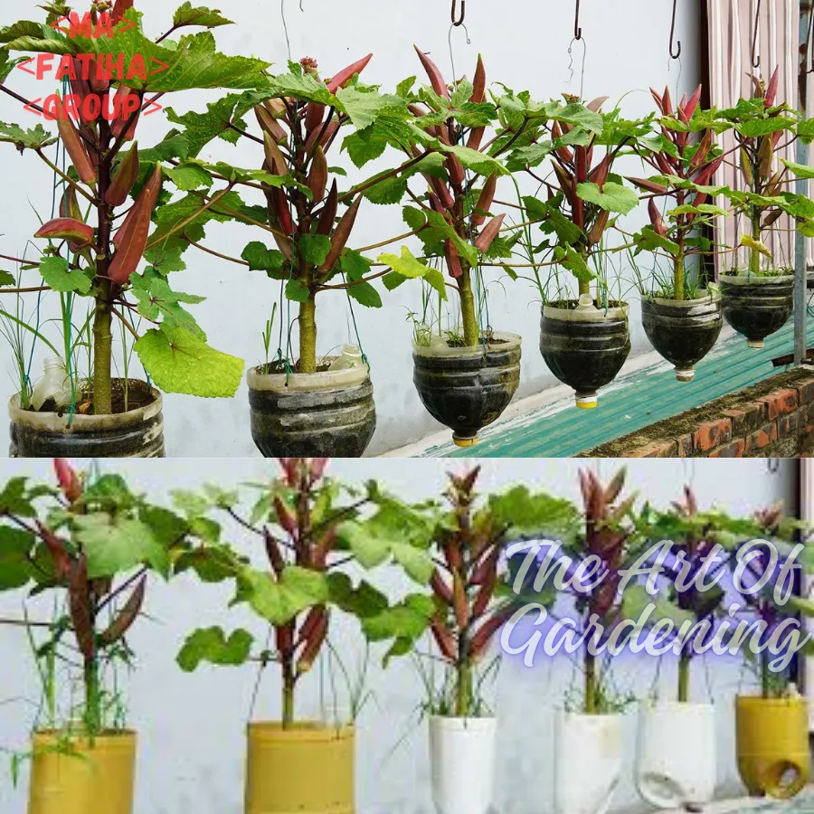 থাই F1 হাইব্রিড জাতের লাল ঢেঁড়স বীজ এর মিনি প্যাকেট ( ছোট বাগানীদের জন্য ) - Image 4