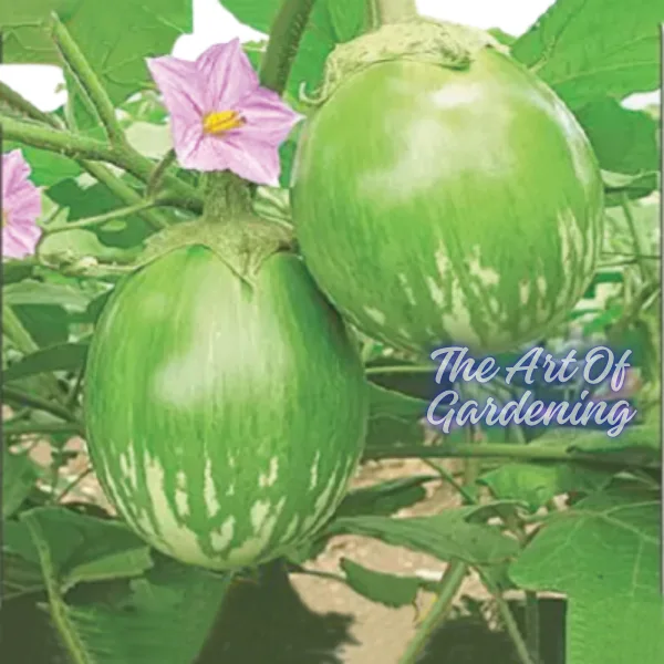 F 1 Hybrid রাউন্ড ব্লাক বিউটি বেগুন ও গ্রিন বিউটি বেগুন বীজ এর ইন্টেক ২ টি প্যাকেটের কম্বো - Image 13