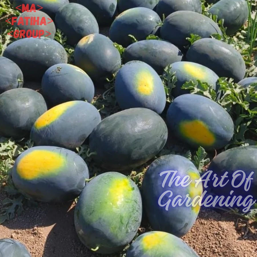 ৩ ধরনের থাই ও ভিয়েতনামিজ জাতের F 1 Hybrid তরমুজ বীজ এর ইন্টেক প্যাকেট এর কম্বো - Image 14