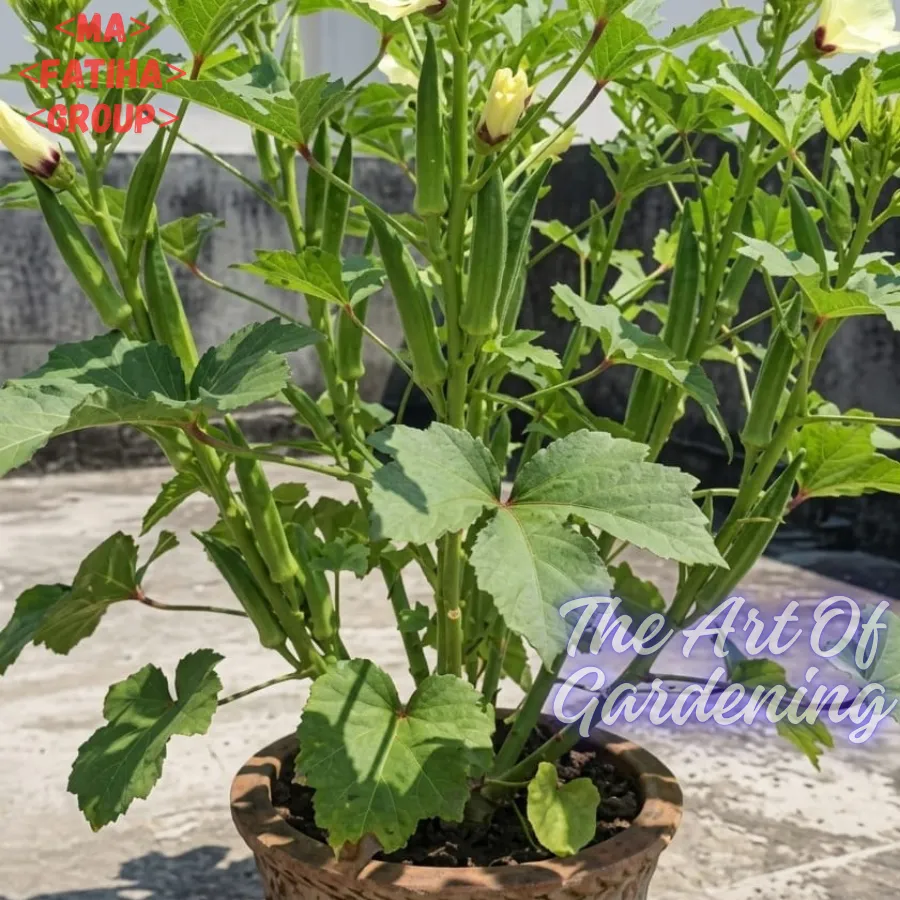 জাপানিজ খাটো ও ঝোপালো জাতের ঢেঁড়স বীজ এর মিনি প্যাকেট ( ছোট বাগানীদের জন্য ) - Image 4