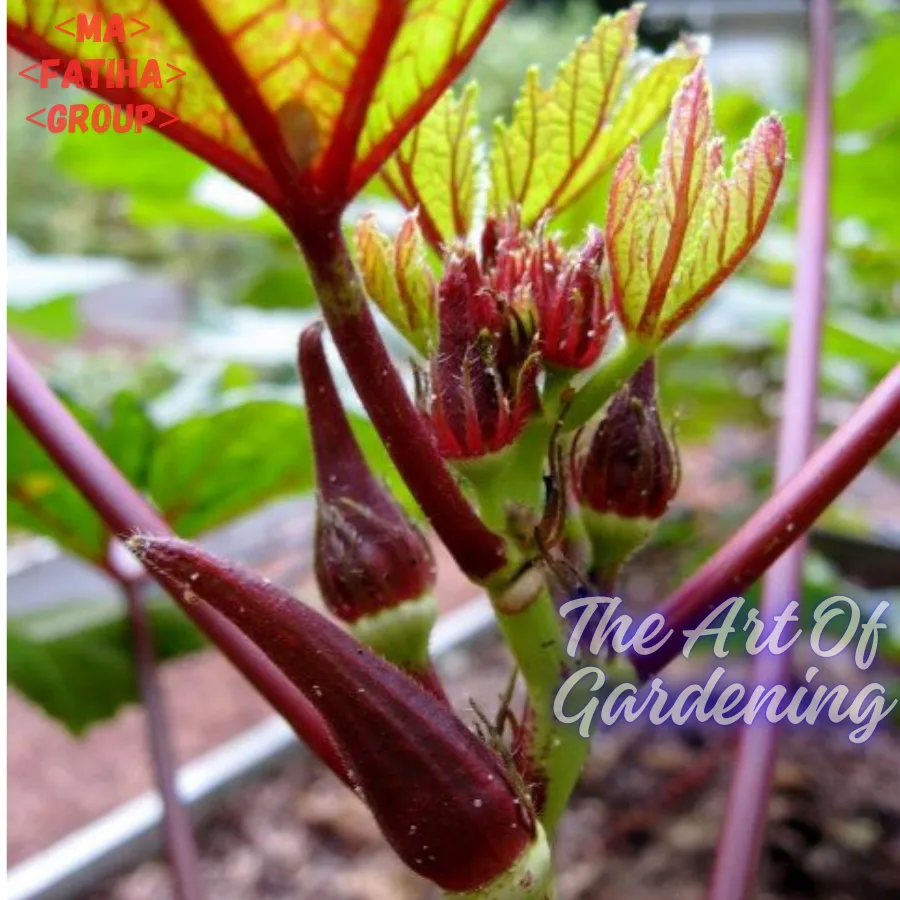 থাই F1 হাইব্রিড জাতের লাল ঢেঁড়স বীজ এর মিনি প্যাকেট ( ছোট বাগানীদের জন্য ) - Image 5