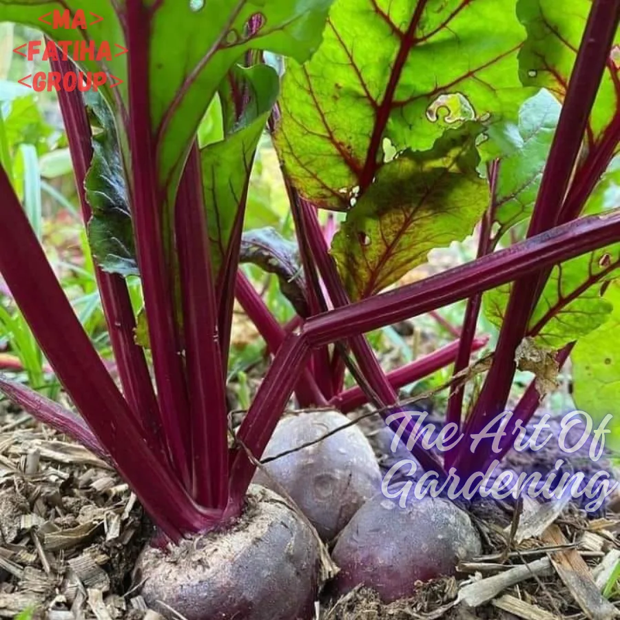 থাই F1 হাইব্রিড জাতের সুপারফুড বীটরুট বীজ এর ইন্টেক প্যাকেট - Image 5