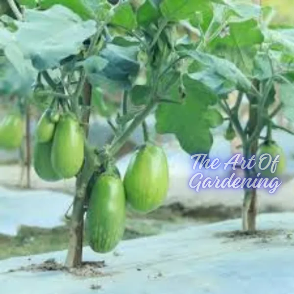 F 1 Hybrid রাউন্ড ব্লাক বিউটি বেগুন ও গ্রিন বিউটি বেগুন বীজ এর ইন্টেক ২ টি প্যাকেটের কম্বো - Image 12