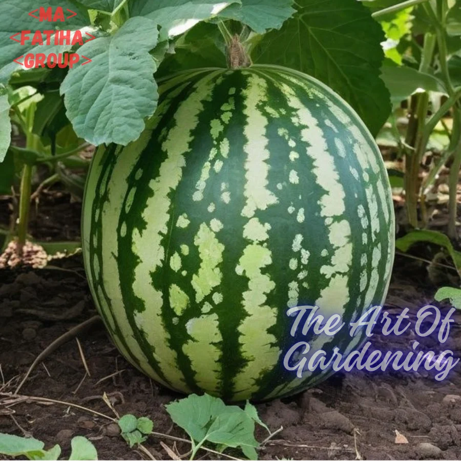 ৩ ধরনের থাই ও ভিয়েতনামিজ জাতের F 1 Hybrid তরমুজ বীজ এর ইন্টেক প্যাকেট এর কম্বো - Image 9