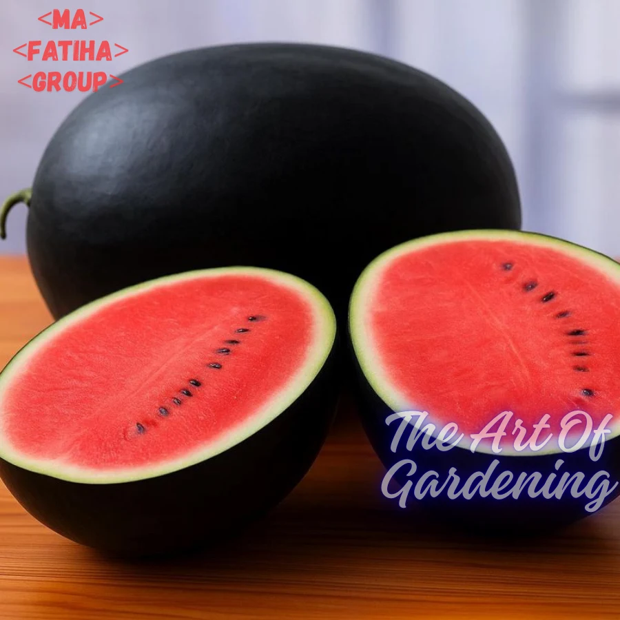 ৩ ধরনের থাই ও ভিয়েতনামিজ জাতের F 1 Hybrid তরমুজ বীজ এর ইন্টেক প্যাকেট এর কম্বো - Image 15