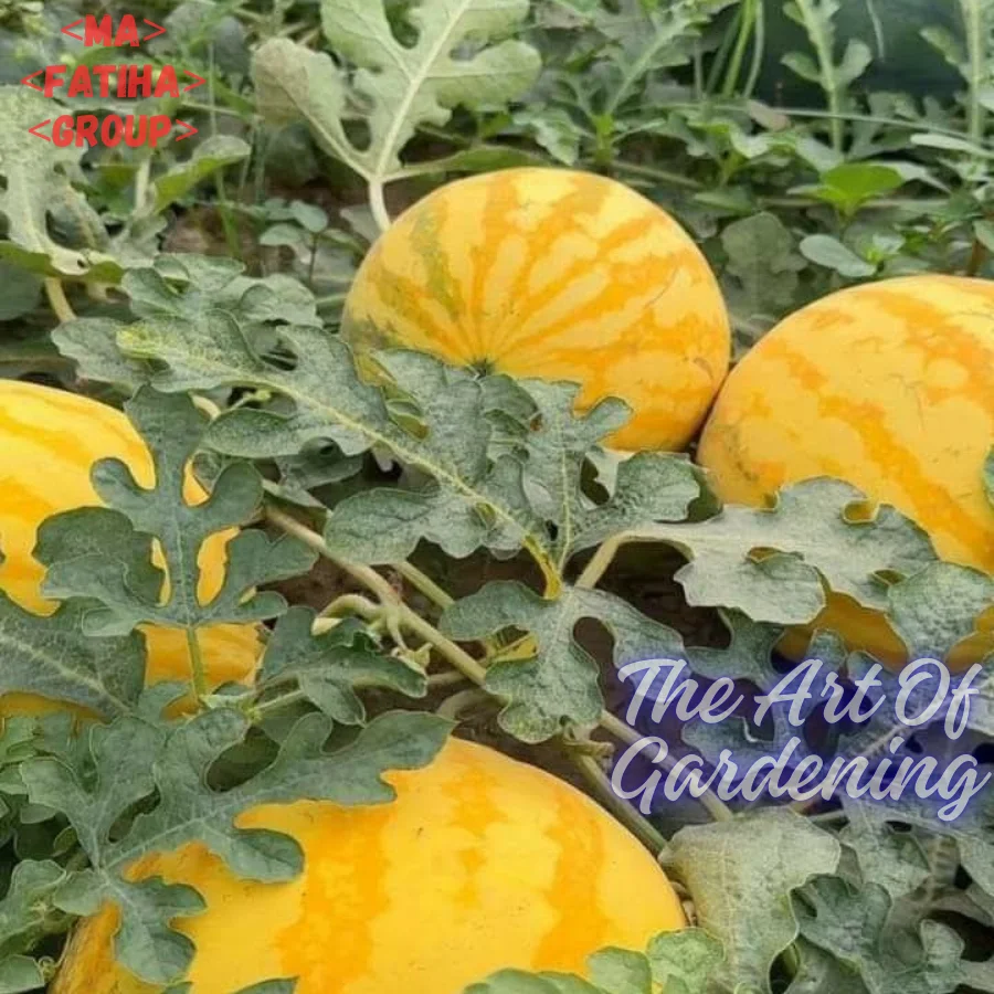 ৩ ধরনের থাই ও ভিয়েতনামিজ জাতের F 1 Hybrid তরমুজ বীজ এর ইন্টেক প্যাকেট এর কম্বো - Image 21