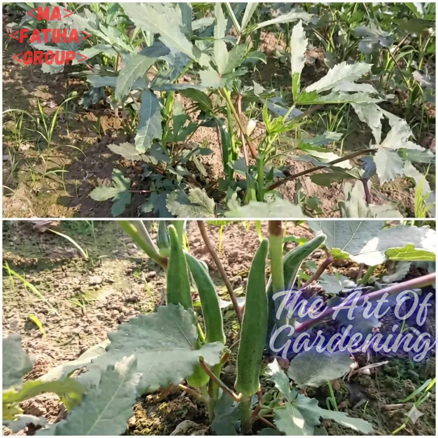 জাপানিজ খাটো ও ঝোপালো জাতের ঢেঁড়স বীজ এর মিনি প্যাকেট ( ছোট বাগানীদের জন্য ) - Image 7