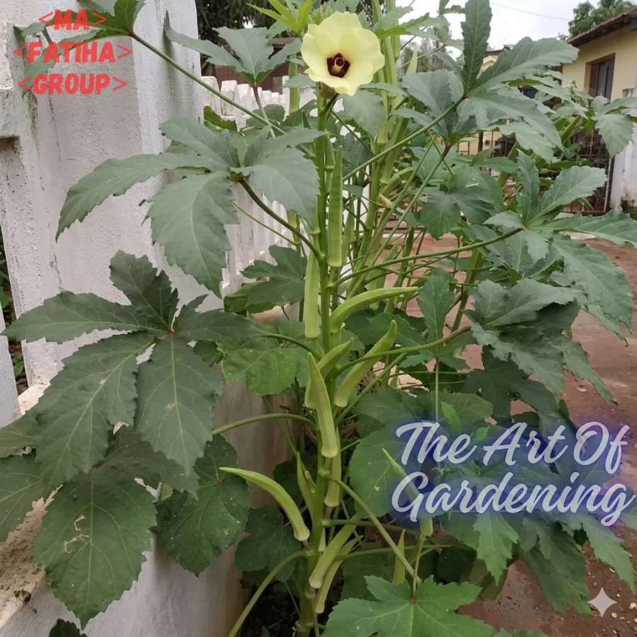 ইন্ডিয়ান উচ্চফলনশীল F1 হাইব্রিড জাতের ঢেঁড়স বীজ এর ইন্টেক প্যাকেট - Image 7