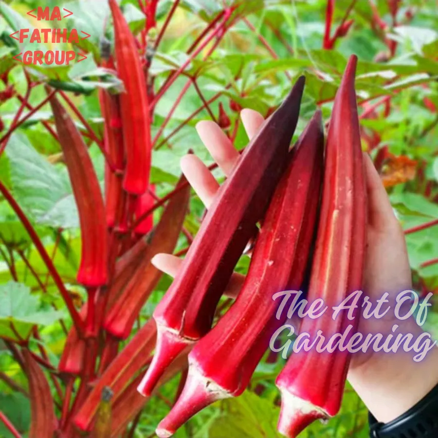 থাই F1 হাইব্রিড জাতের লাল ঢেঁড়স বীজ এর মিনি প্যাকেট ( ছোট বাগানীদের জন্য ) - Image 6