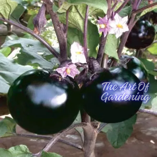 F 1 Hybrid রাউন্ড ব্লাক বিউটি বেগুন ও গ্রিন বিউটি বেগুন বীজ এর ইন্টেক ২ টি প্যাকেটের কম্বো - Image 6