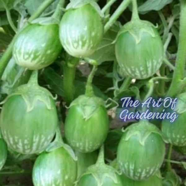 F 1 Hybrid রাউন্ড ব্লাক বিউটি বেগুন ও গ্রিন বিউটি বেগুন বীজ এর ইন্টেক ২ টি প্যাকেটের কম্বো - Image 11