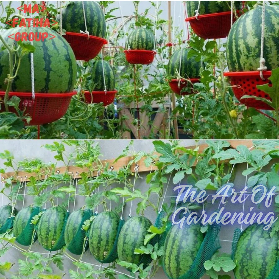 ৩ ধরনের থাই ও ভিয়েতনামিজ জাতের F 1 Hybrid তরমুজ বীজ এর ইন্টেক প্যাকেট এর কম্বো - Image 10