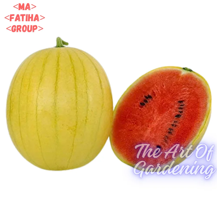 ৩ ধরনের থাই ও ভিয়েতনামিজ জাতের F 1 Hybrid তরমুজ বীজ এর ইন্টেক প্যাকেট এর কম্বো - Image 22