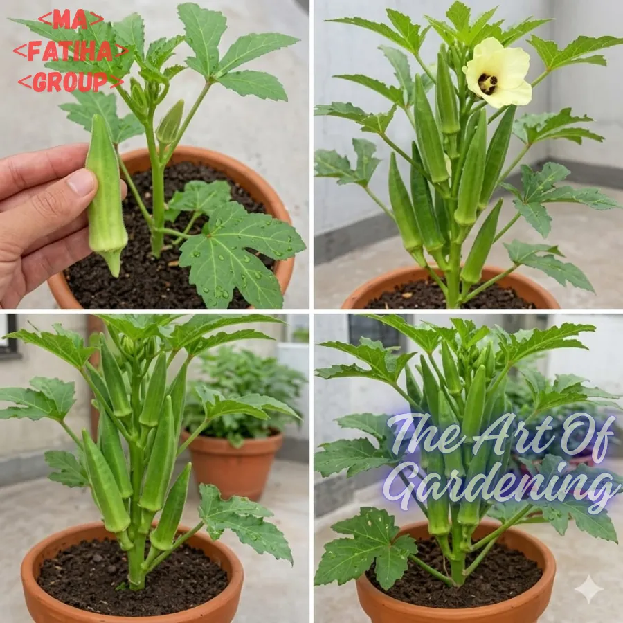 জাপানিজ খাটো ও ঝোপালো জাতের ঢেঁড়স বীজ এর মিনি প্যাকেট ( ছোট বাগানীদের জন্য ) - Image 3