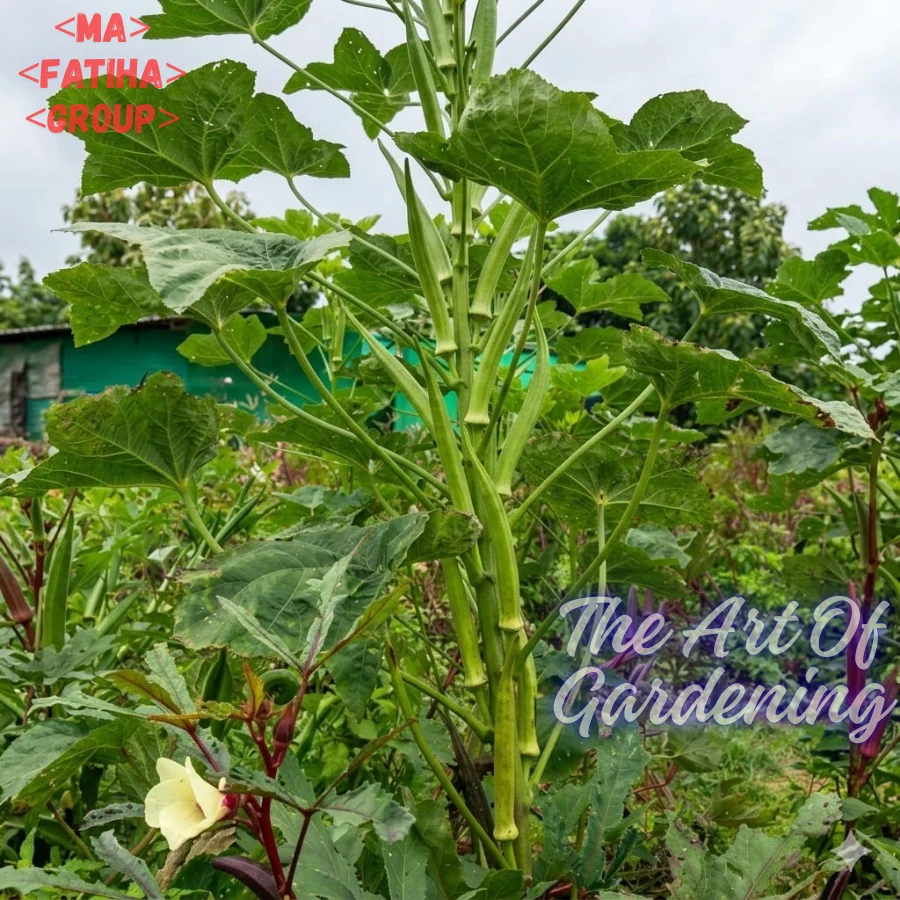 ইন্ডিয়ান উচ্চফলনশীল F1 হাইব্রিড জাতের ঢেঁড়স বীজ এর ইন্টেক প্যাকেট - Image 4