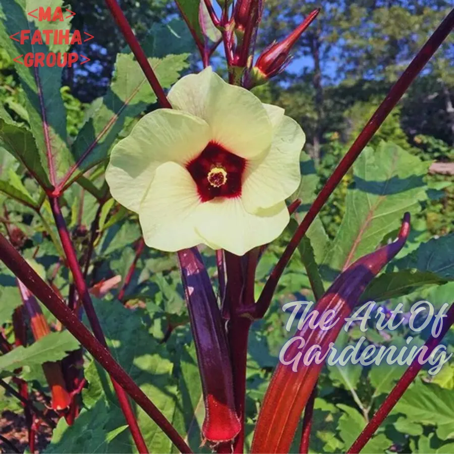 থাই F1 হাইব্রিড জাতের লাল ঢেঁড়স বীজ এর মিনি প্যাকেট ( ছোট বাগানীদের জন্য ) - Image 7