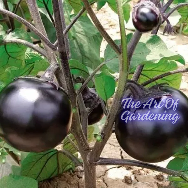 F 1 Hybrid রাউন্ড ব্লাক বিউটি বেগুন ও গ্রিন বিউটি বেগুন বীজ এর ইন্টেক ২ টি প্যাকেটের কম্বো - Image 5