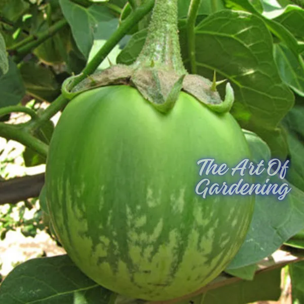 F 1 Hybrid রাউন্ড ব্লাক বিউটি বেগুন ও গ্রিন বিউটি বেগুন বীজ এর ইন্টেক ২ টি প্যাকেটের কম্বো - Image 10