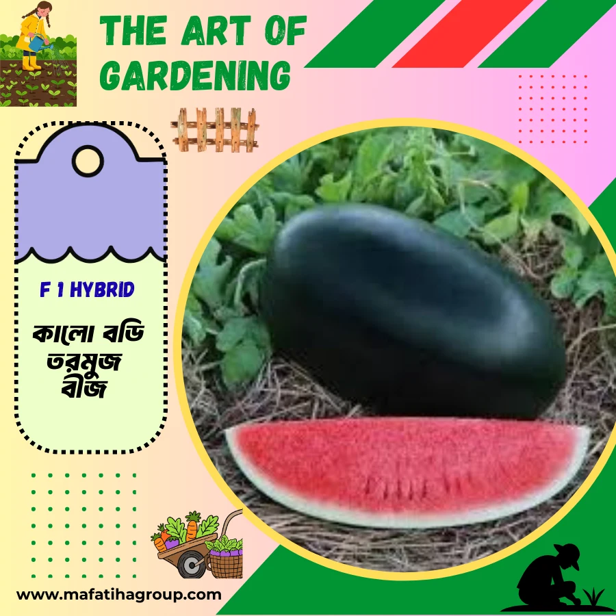 ৩ ধরনের থাই ও ভিয়েতনামিজ জাতের F 1 Hybrid তরমুজ বীজ এর ইন্টেক প্যাকেট এর কম্বো - Image 3