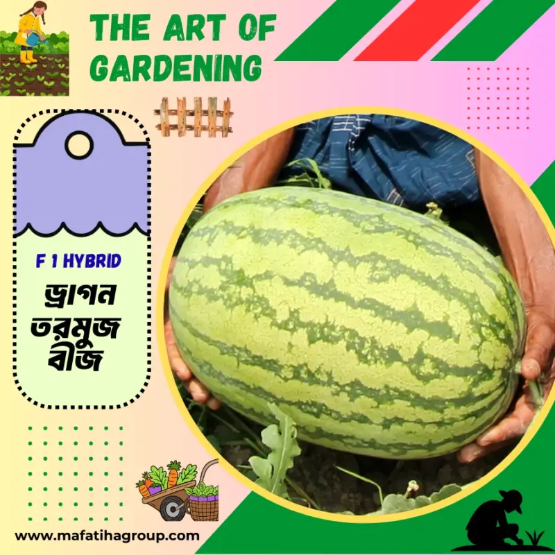 থাই জাতের F 1 Hybrid ড্রাগন ডোরাকাটা তরমুজ বীজ এর ইন্টেক প্যাকেট