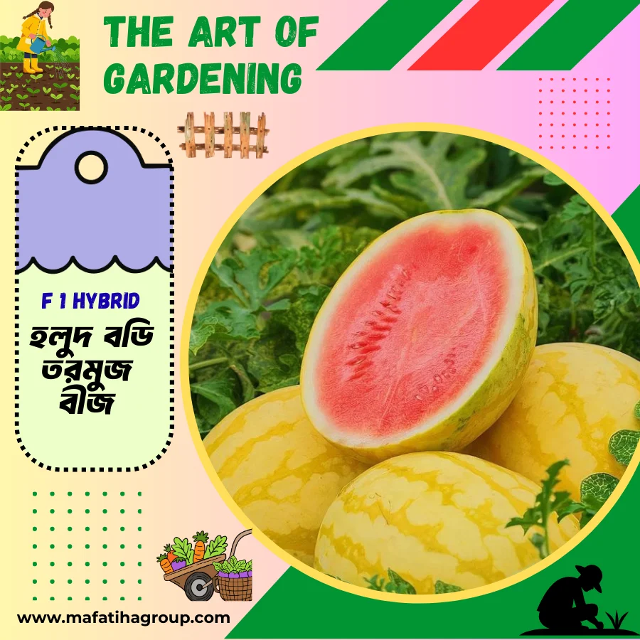 ৩ ধরনের থাই ও ভিয়েতনামিজ জাতের F 1 Hybrid তরমুজ বীজ এর ইন্টেক প্যাকেট এর কম্বো - Image 4