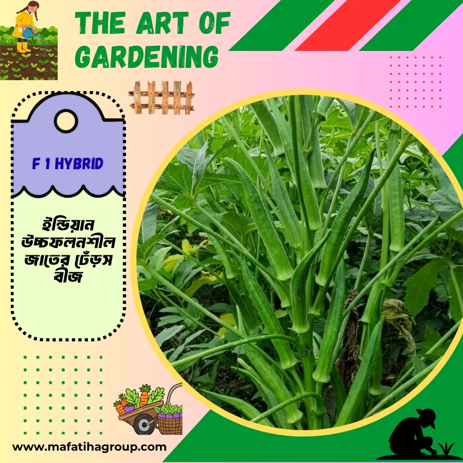 ইন্ডিয়ান উচ্চফলনশীল F1 হাইব্রিড জাতের ঢেঁড়স বীজ এর ইন্টেক প্যাকেট