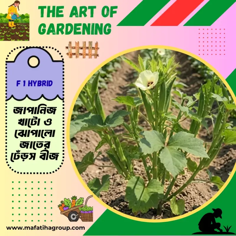 জাপানিজ খাটো ও ঝোপালো জাতের ঢেঁড়স বীজ এর ইন্টেক প্যাকেট