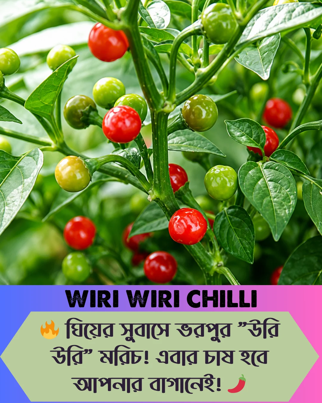 ১০০% অরিজিনাল , ঘি ঘ্রাণযুক্ত "উরি উরি" মরিচ বীজের ইন্টেক প্যাকেট - Image 2