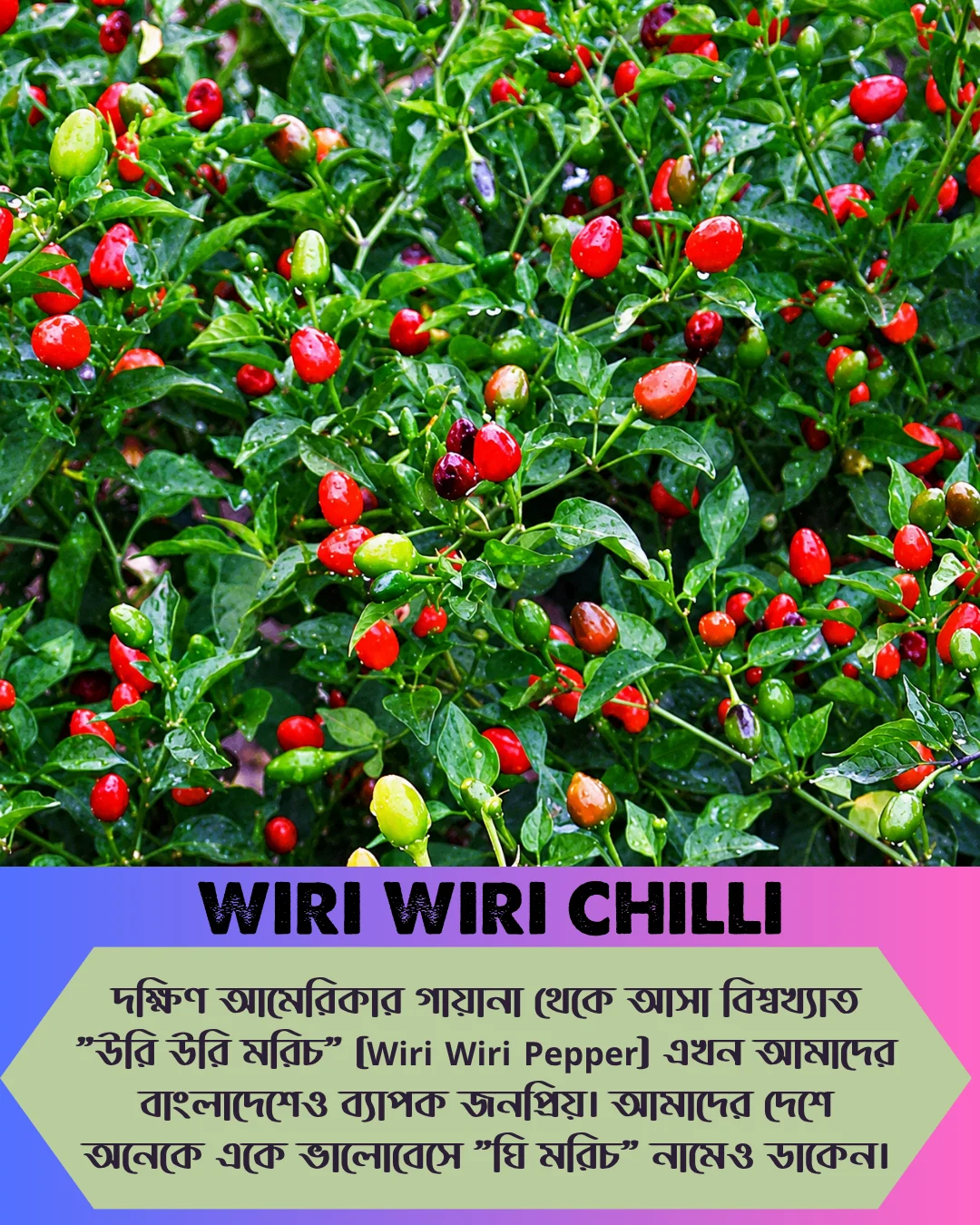 ১০০% অরিজিনাল , ঘি ঘ্রাণযুক্ত "উরি উরি" মরিচ বীজের ইন্টেক প্যাকেট - Image 3