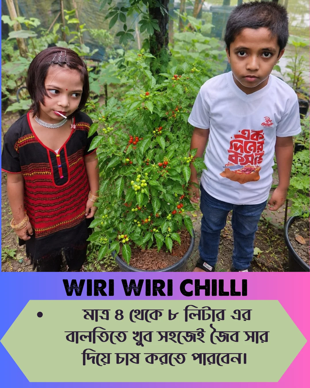 ১০০% অরিজিনাল , ঘি ঘ্রাণযুক্ত "উরি উরি" মরিচ বীজের ইন্টেক প্যাকেট - Image 4