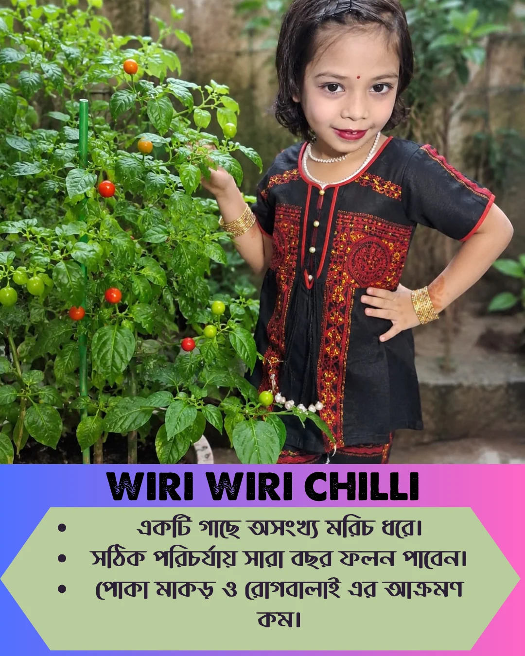 ১০০% অরিজিনাল , ঘি ঘ্রাণযুক্ত "উরি উরি" মরিচ বীজের ইন্টেক প্যাকেট - Image 5