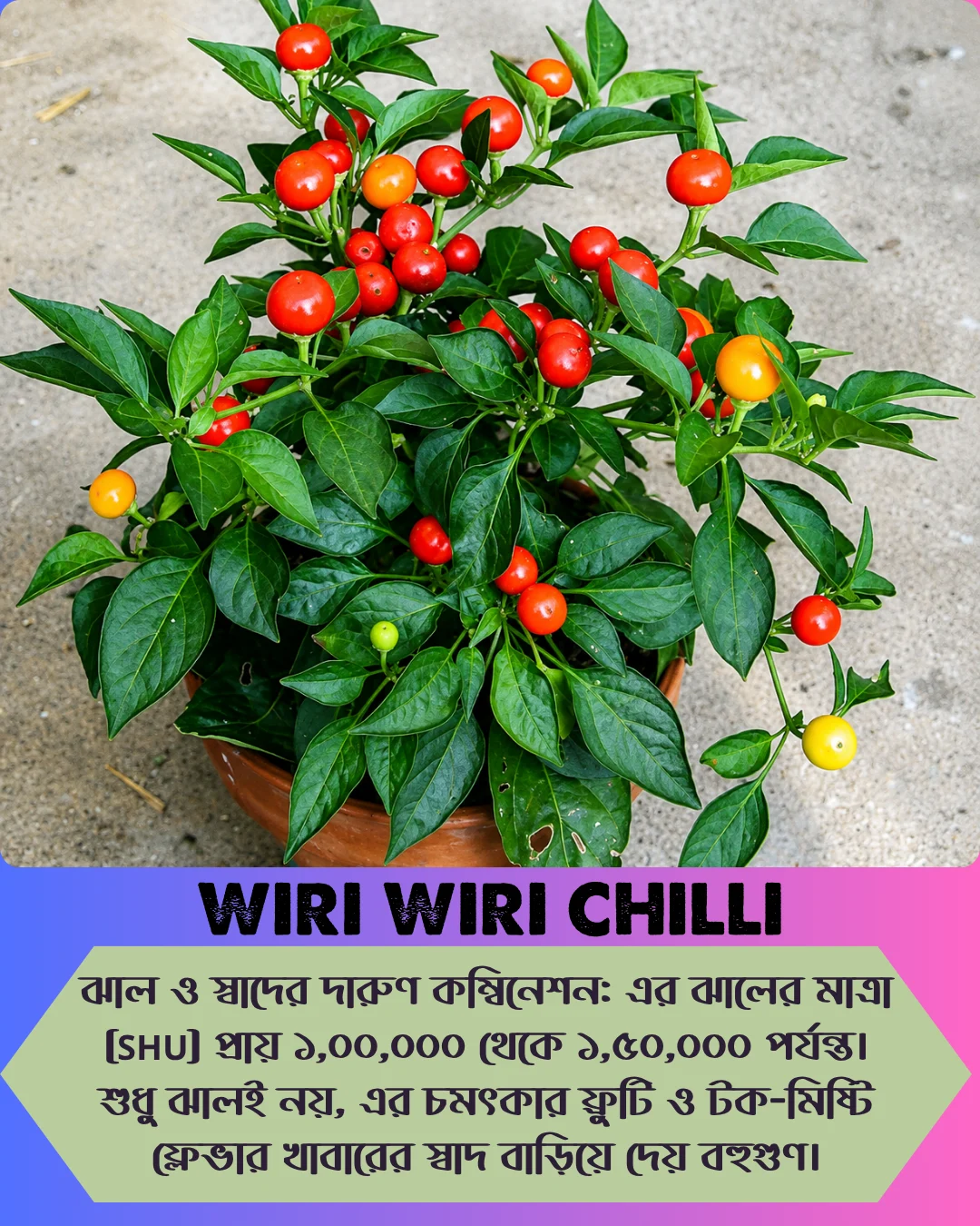 ১০০% অরিজিনাল , ঘি ঘ্রাণযুক্ত "উরি উরি" মরিচ বীজের ইন্টেক প্যাকেট - Image 6
