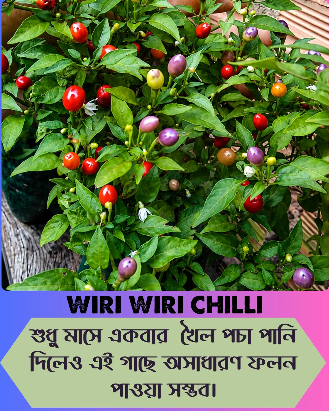 ১০০% অরিজিনাল , ঘি ঘ্রাণযুক্ত "উরি উরি" মরিচ বীজের ইন্টেক প্যাকেট - Image 7
